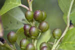 Lanceleaf buckthorn